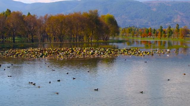 栈道穿红杉，候鸟掠湖面！大理这片湿地美成初冬油画