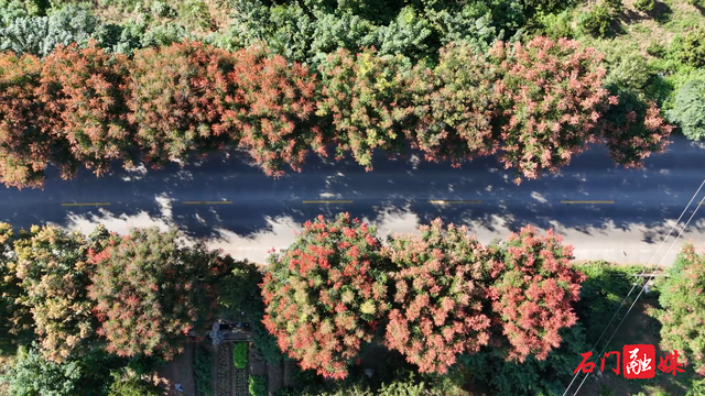 石门：栾树映秋 绘就城市诗意画卷