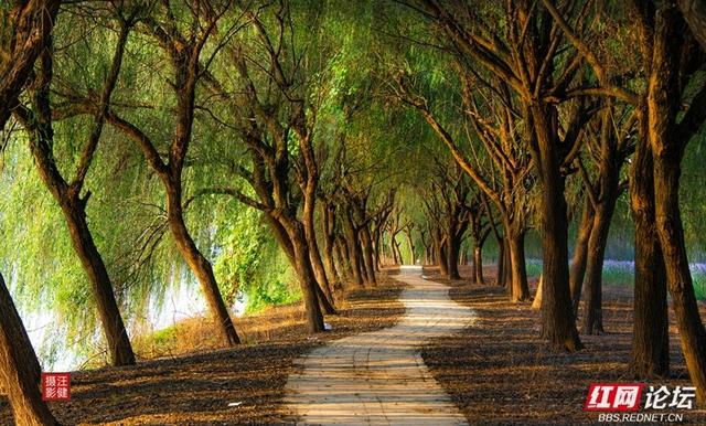 秋游时刻丨在安乡书院洲，被格桑花海和柳林清风彻底治愈了