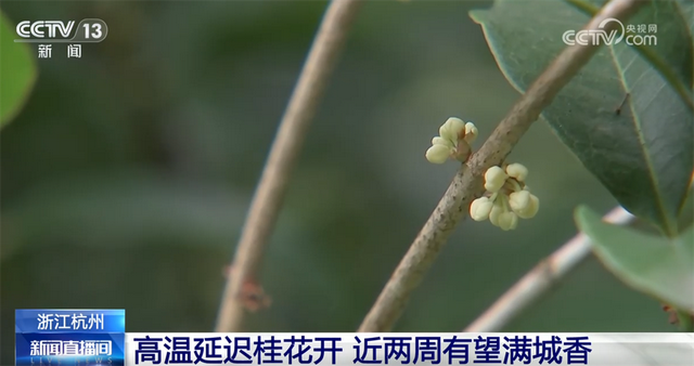 桂花飘香、胡杨金黄、黄栌换上五彩“盛装” 秋日中国铺展斑斓好风光