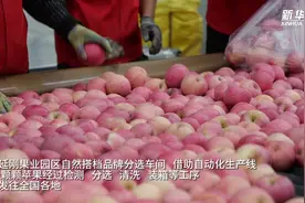 陕西洛川：“小苹果”做成了“大产业”图片