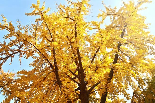 秋日“落叶缓扫”藏诗意，淄博人的周末很美妙