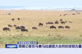 东非野生动物大迁徙 角马群上演“天国之渡”图片