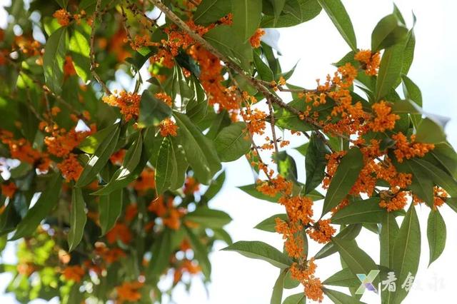 速来打卡！叙永桂花“限定返场”，这份秋日惊喜只为你！