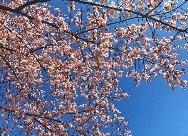 重庆第一波早樱开了！就在主城，公交可达