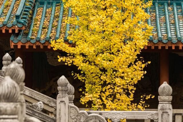 秋分至！桂林即将进入 “颜值巅峰期”，这些家门口的秋日盛景别错过！