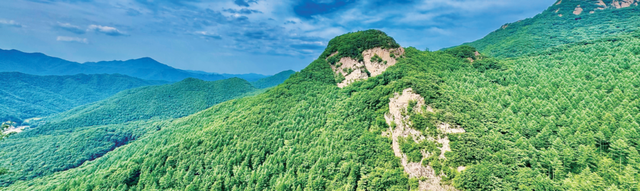 《辽宁一日》专刊|冰川时期活化石——天女木兰花