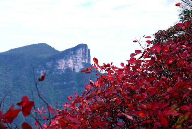 重庆秋色“天花板”火了！最快1小时飚拢！