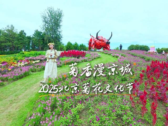 北京号最精彩 | 秋景上新！市属公园秋花展持续至11月上旬