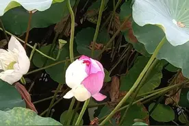 高校罕见双色太空莲被情侣摘下 学校：给后续研究增加了难度图片