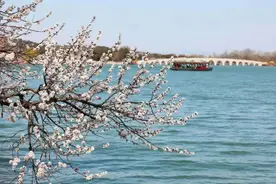 北京市属公园春花盛宴持续至5月，最佳赏花时间和点位来了图片