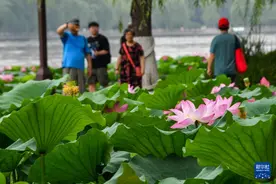 山东济南：夏日荷花盛开图片