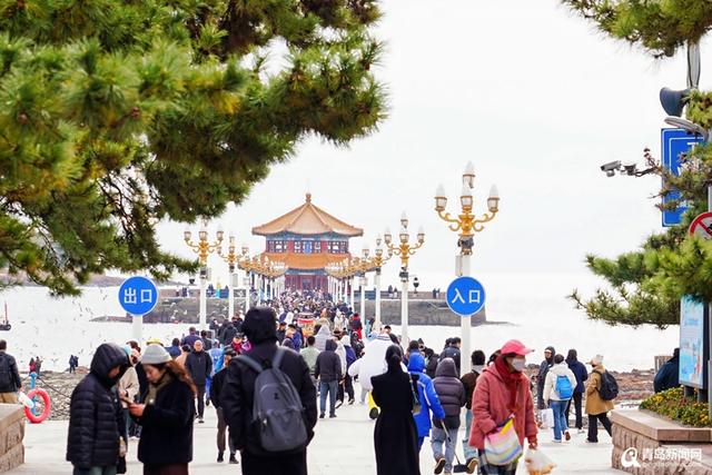 “山海冬韵·鸥遇青岛”2025青岛海鸥季活动拉开冬游青岛序幕