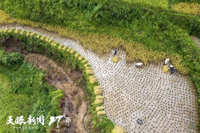 和合共生的贵州生态文化｜古树、梯田、发酵美食都是见证者