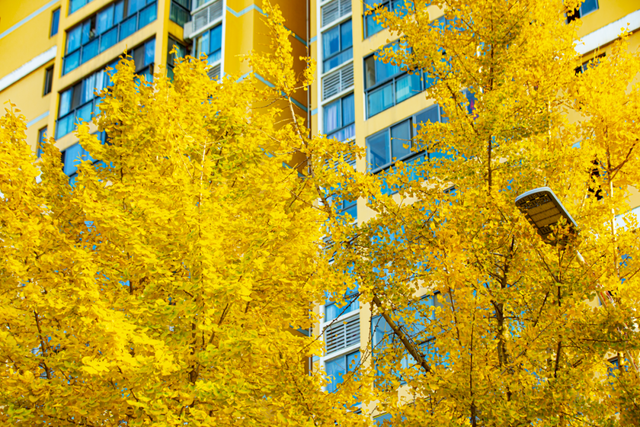 金灿灿！宜都限定美景上线！