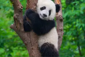 看熊猫注意！熊猫谷除夕当天将闭园图片