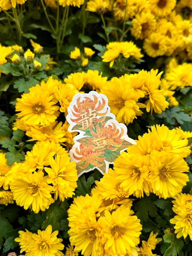 官宣！龙亭菊展延期！