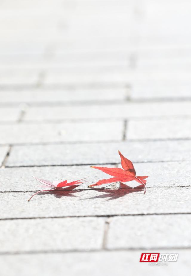 大美红图丨湘枫正红 银杏亮黄