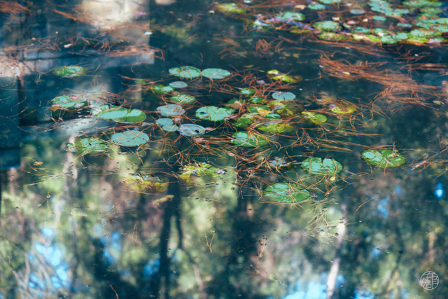 人少景美不绕路，东湖秋日彩蛋上新