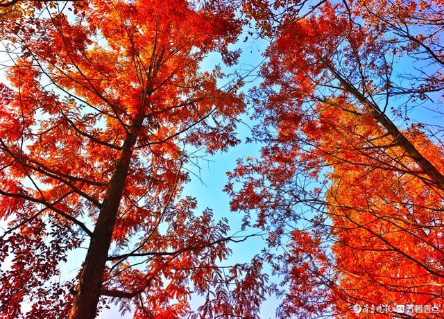 冬日水杉叶泛红，沂河岸边添美景