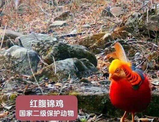 运城九大观鸟胜地邀你共赴冬日童话～