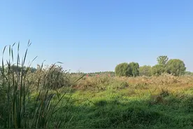 风景区化身“净水器” 人工湿地让污水变清流图片
