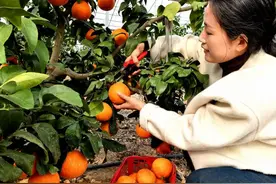 安徽东至：“红美人”上市开摘 铺就甜蜜“致富路”图片