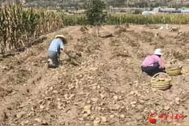 静宁：土豆大丰收“薯”光闪耀新一年图片