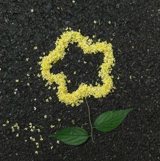 你闻，现在的大邑是桂花味儿的~