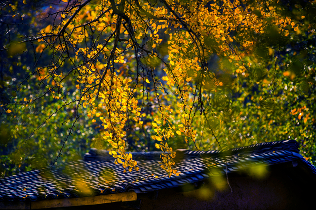 来洪湖，“藕”遇千年秋色！