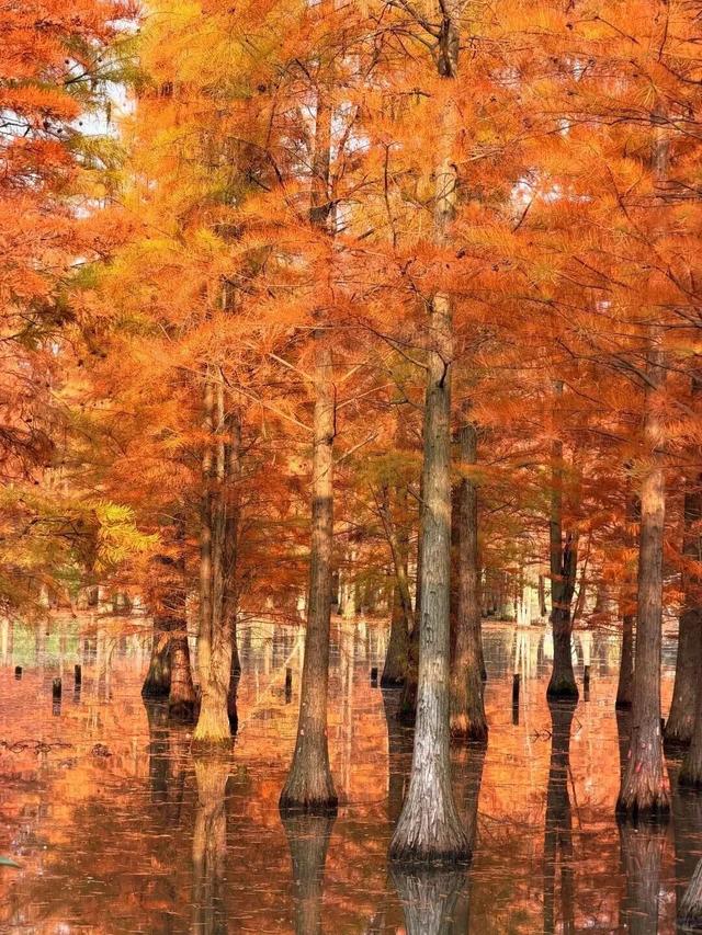 成都限定红！水杉最美季节上线，赶紧打卡
