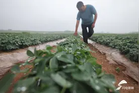 临沂迎来大范围降雨 旱情得到有利缓解图片