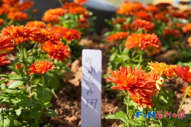 2万多株！福州西湖又上新！