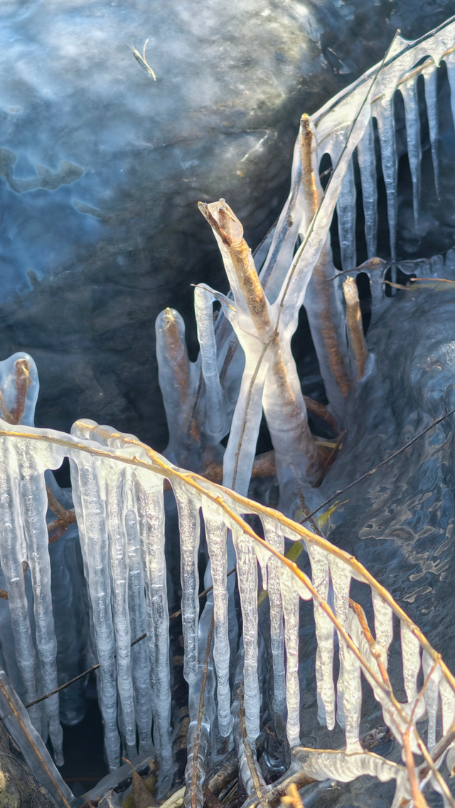 冬日颐和园：昆明湖冰裹树枝，宛如水晶雕塑