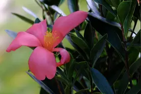 天河体育中心花市将迎“华南国家植物园名贵花卉展”图片