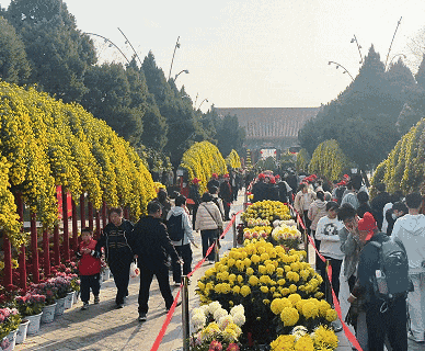 官宣！龙亭菊展延期！