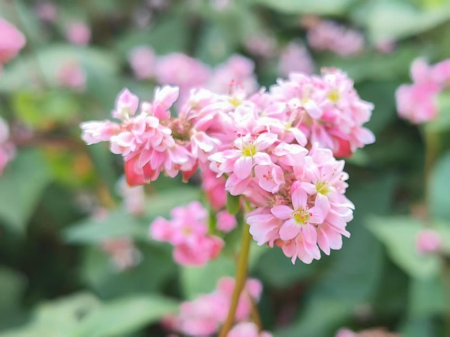 别信秋天萧瑟！凉山的花：我们才是秋天的“显眼包”