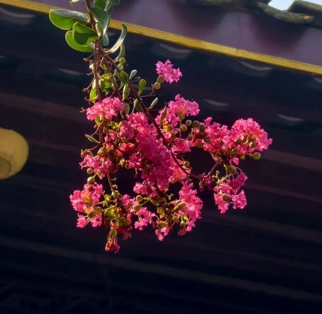 大邑这里紫薇花绽放，错过等一年