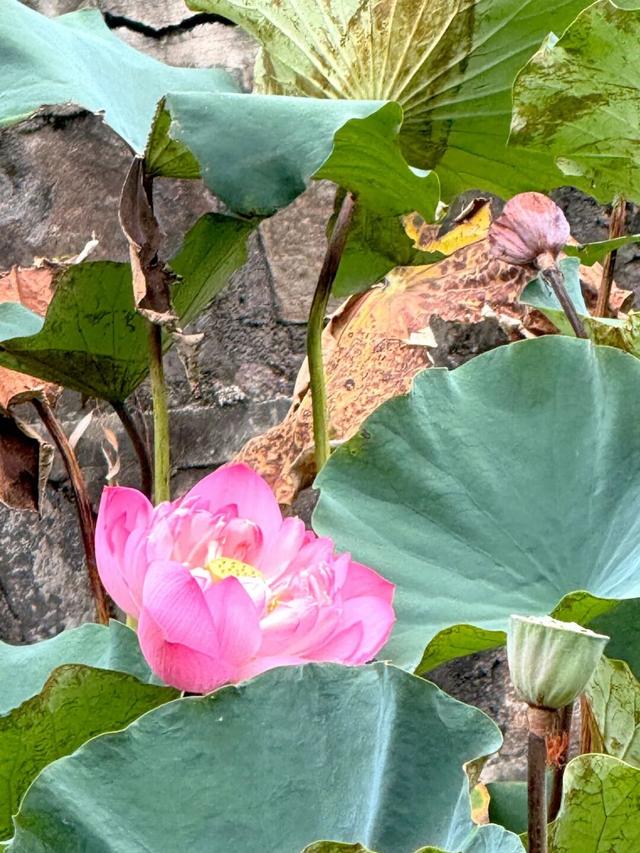 谁说秋天是黄色的？攀枝花的秋天，偏偏与众不同……