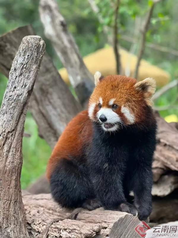 把温柔藏进林海，与美好不期而遇