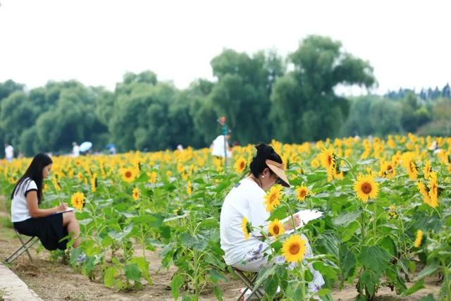 本周宜赏花！大兴百亩向日葵盛放，解锁一周好心情
