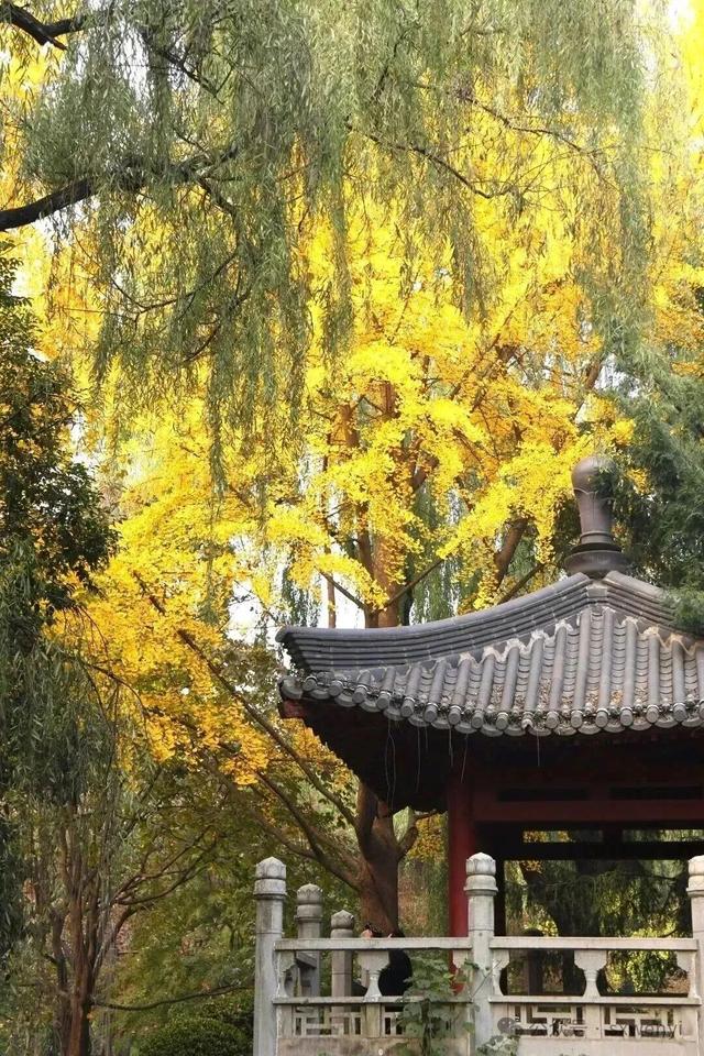 曲江银杏观赏季丨漫步金色世界，享受秋日时光