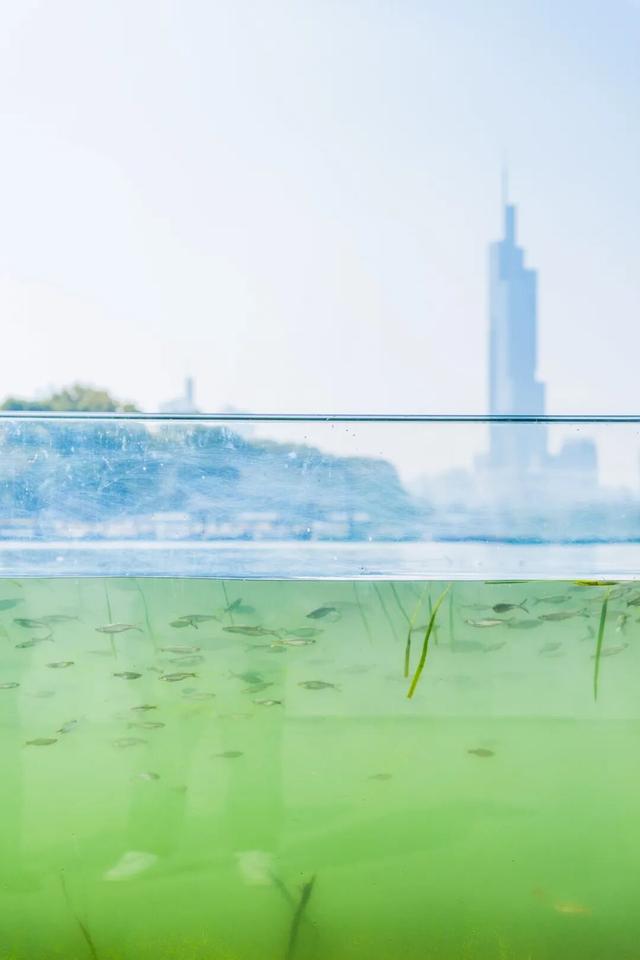 传疯了！玄武湖“大鱼缸”来了