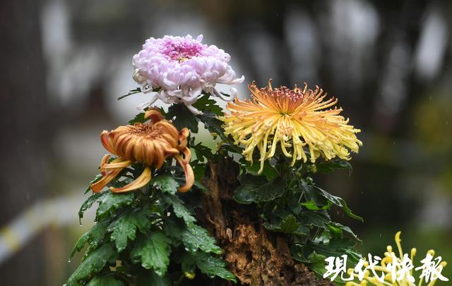 秋日限定浪漫！南京中山植物园菊展上线