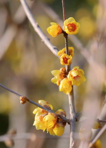 北京周五将迎初雪，踏雪寻梅去！