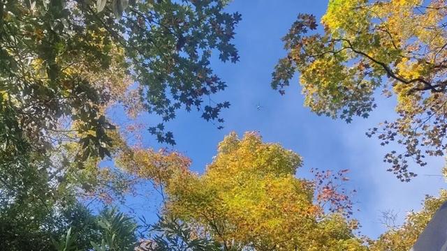 今日实拍‼️瓦屋山秋日彩林美疯啦~