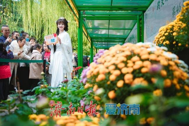 秋日胜景入画来！第46届趵突泉金秋菊展盛装启幕，泉城赏菊盛宴震撼登场