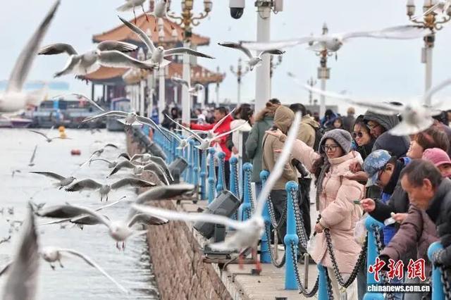 打卡青岛冬日“顶流”，海鸥衔来最生动的城市名片
