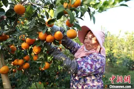 广西优质水果香飘东南亚 建中国—东盟水果交易中心图片