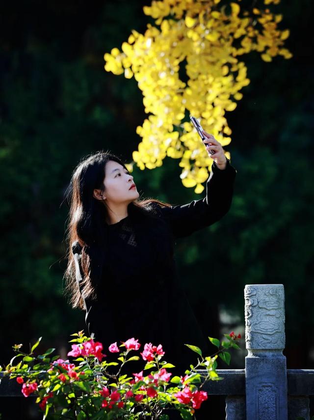 红墙+银杏已就位，本周拍照打卡攻略出炉！